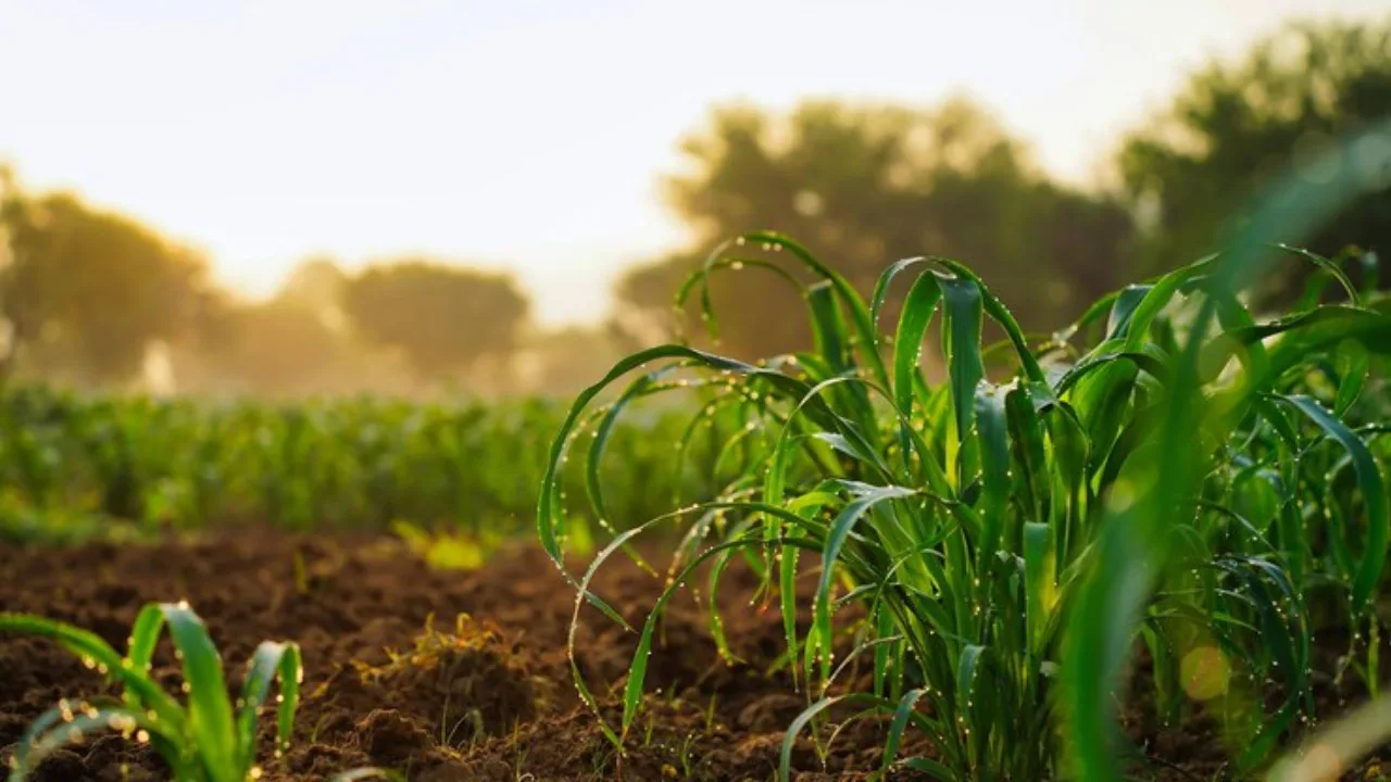 Plant Disease Detection